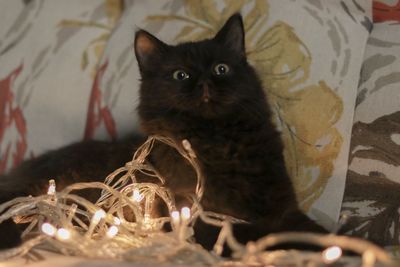 Portrait of cat sitting at home