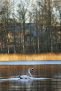 Swan floating on lake