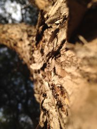 Close-up of tree trunk