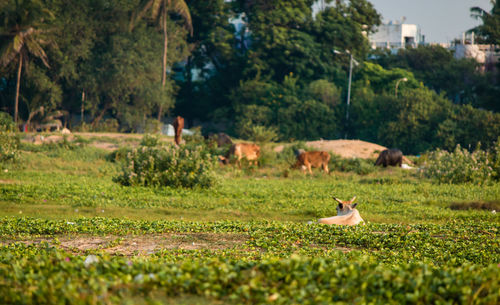 Dog on field against trees