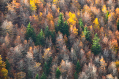 From above full frame of lush tall trees with colorful foliage growing in dense woods on autumn day in nature