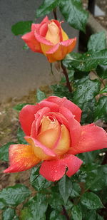 Close-up of rose with water drops