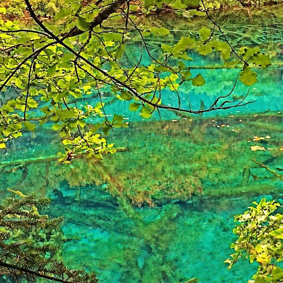 water, tree, tranquility, reflection, branch, lake, nature, beauty in nature, growth, tranquil scene, blue, leaf, scenics, plant, day, high angle view, outdoors, green color, standing water, no people