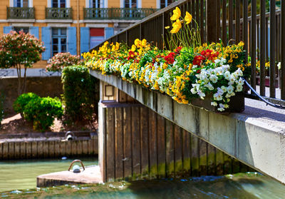 Flowers growing by building