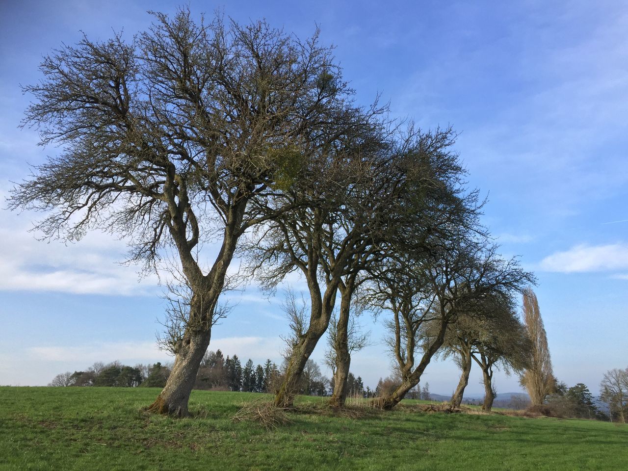 tree, no people, grass, nature, sky, growth, outdoors, landscape, day