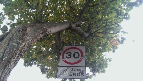 Low angle view of tree