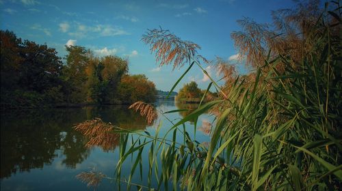 Scenic view of lake in forest against sky