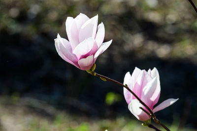 Close up of two delicate white pink magnolia flowers blossoms on tree branches in a garden