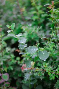 Close-up of raindrops on plant