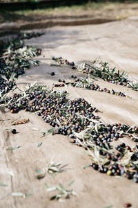 Olives lying on a tarp during olive harvest