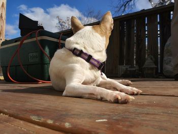 Close-up of dog sitting on floor against sky