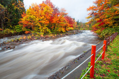 Scenic view of river amidst trees during autumn