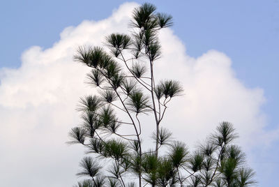 
picture of trees and pine leaves on the sky and clouds background