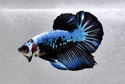 Blue samurai dragon halfmoon plakat betta fish, siamese fighting fish in isolated grey background