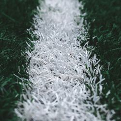 Close-up of grass on field