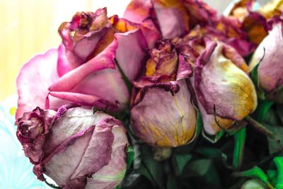 Close-up of purple flowers