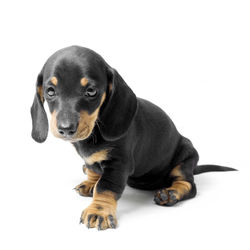 Close-up portrait of puppy against white background