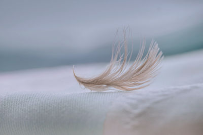 Close-up of feather against sky