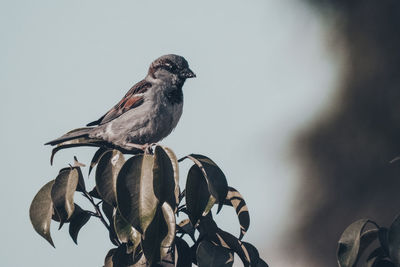 Low angle view of sparrow perching on twig against sky