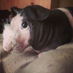 Close-up portrait of a dog