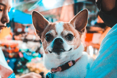 Close-up portrait of a dog