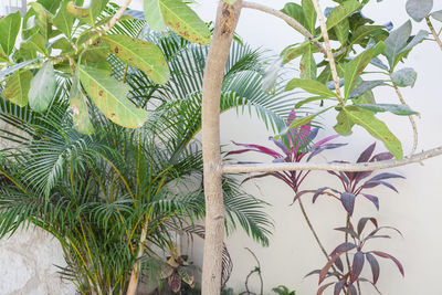 Close-up of palm tree