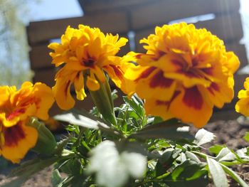 Close-up of yellow flowering plant