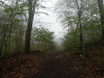 Trees in forest