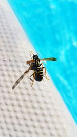 High angle view of bee on swimming pool