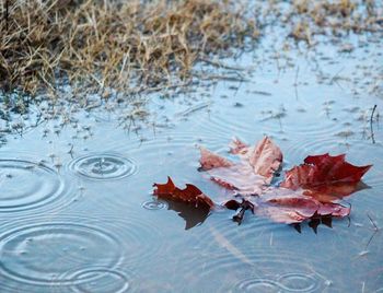 High angle view of maple leaf in water during rainy season