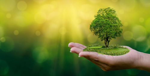 Close-up of people holding tree