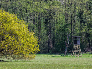 Trees in grass