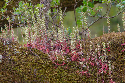 Scenic view of flowering trees in forest
