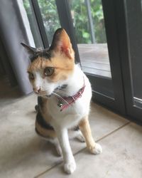 Close-up of cat sitting on window