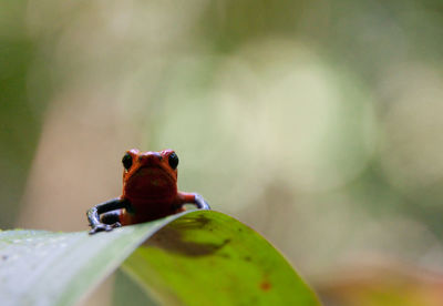 Close-up of ladybug on leaf