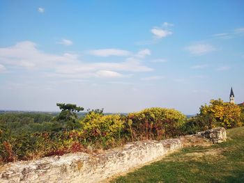 Plants growing on field against sky