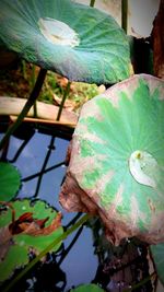 Close up of leaves