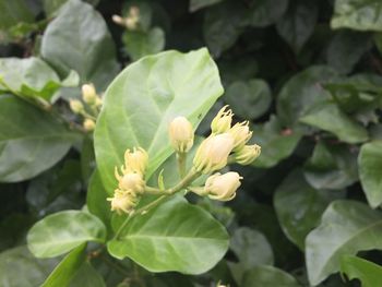 Close-up of flowers blooming outdoors