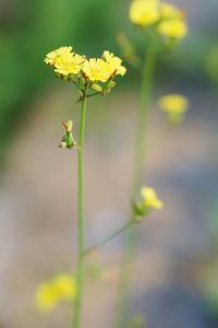 Close-up of yellow flowering plant