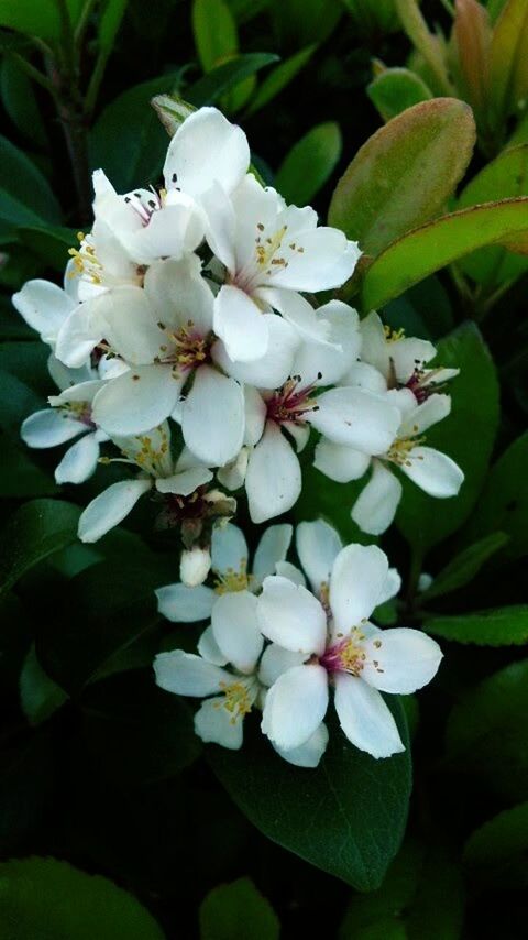 flower, fragility, white color, blossom, growth, freshness, beauty in nature, petal, springtime, nature, apple blossom, apple tree, botany, stamen, flower head, no people, orchard, close-up, day, tree, outdoors, blooming, branch, animal themes