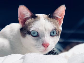 Close-up portrait of a cat