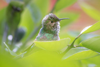 Close-up of small bird in a plant