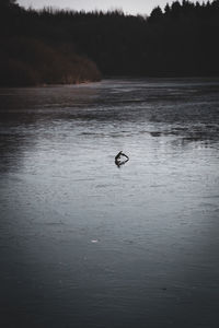 Bird swimming in lake