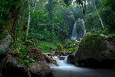 Scenic view of waterfall in forest