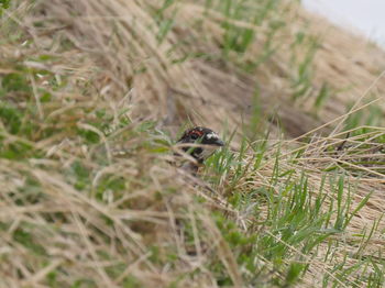 Close-up of bird on grass
