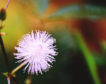 Close-up of purple flowers