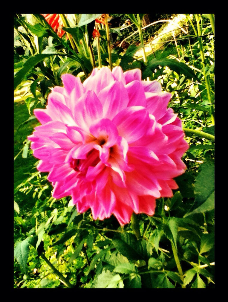 flower, transfer print, freshness, petal, growth, fragility, pink color, flower head, beauty in nature, auto post production filter, leaf, nature, plant, blooming, close-up, pink, in bloom, green color, focus on foreground, high angle view