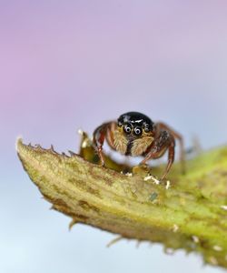 Close-up of insect on leaf