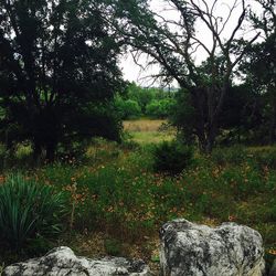 Scenic view of grassy field against sky