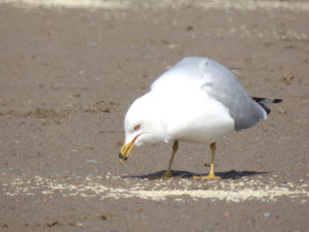 Close-up of seagull on land